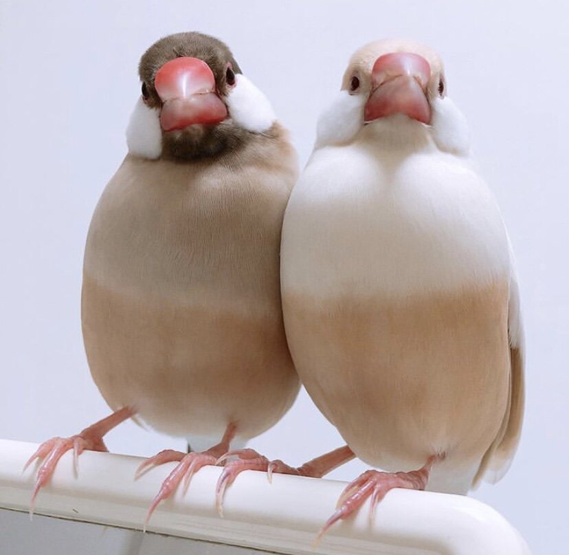 白灰駝銀文鳥珍珠鳥