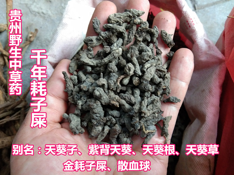 Guizhou wild herbal medicine millennium consumable shit 500g new sunburn backsky Kwagan millennium rat shit