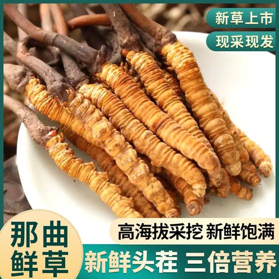 Cordyceps official flagship store fresh 10g/30 first period authentic dry Cordyceps whole 50g gift box