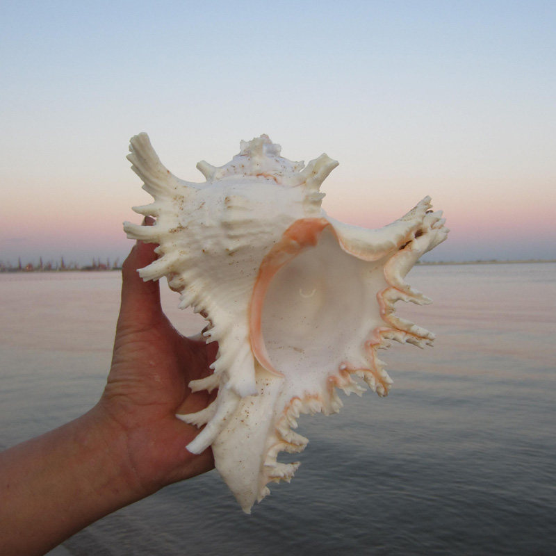 Natural shell screw chilled screw piece Mediterranean swing featuring crafts fish tank