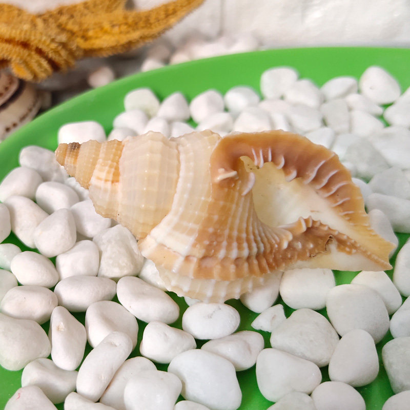 Natural Sea Snail Shells Fish Tank Building Terrace Shop Window Decorations Wedding items Collection Creative Small Pendulum Pieces