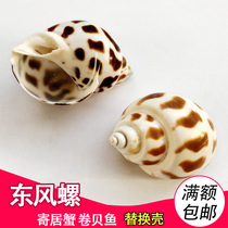 Dongfeng snail natural shell Conch Hermit crab roll shellfish replacement shell Mediterranean decoration Aquarium landscaping