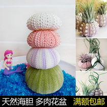 Natural Sea Urchin Core Shell Sea Snail Mediterranean Creative Diy Air Pineapple Multi-Meat Flower Pot Pink Sea Urchin Shell