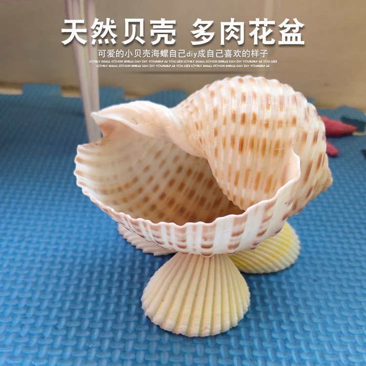 Natural shell Screw Dot Screw Flower Bowl Bea Roll Plastic Fish Bowl Fish Bowl Decoration