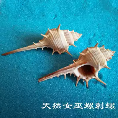Natural conch shell ornaments Fish tank landscaping fleshy home decoration diy material Wall stickers Witch snail thorn snail