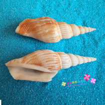 Natural conch shell torch snail Small golden axe Fish tank aquarium landscaping Home floor decoration wall stickers