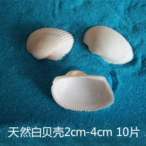 Natural shell conch hot white coconut shell 2-4cm white shell platform wedding fish tank decorative home ornaments