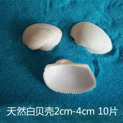 Natural shell conch Hot sale white coconut shell 2-4cm white shell floor wedding fish tank decoration Home decoration