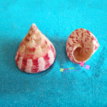 Natural shell conch source Red tower snail Aquarium decoration Mediterranean decoration Wedding props Shooting props