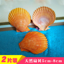 Natural shell conch Mediterranean style wall-mounted scallop color shell shooting props Fish tank landscape decoration