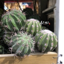 Simulated Cactus Cactus succulent plants artificial flowers artificial flowers tropical desert landscaping flower arrangement soft clothes