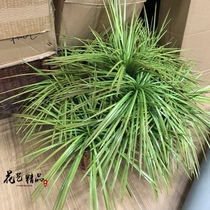 Simulation grass ground cover fine leaf grass calamus line plant Nordic home decoration fake flower small potted bonsai green plant