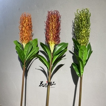 South African succulent plant simulation foxtail pin cushion flower Wind Fire Wheel flower New year curfew Flower home display soft dress flower art