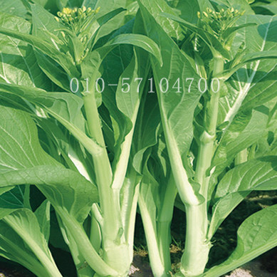 早苔1号白菜苔种子 白菜薹种子菜心种子早熟耐热秋播蔬菜种子 菜薹种子 叶菜类种子 在线商城 多又奇种子网