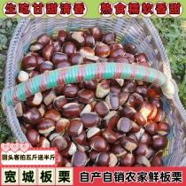 Chengde specialty 2022 new goods Kuancheng farmhouse fresh chestnut edible agricultural products are sweet and delicious five catties