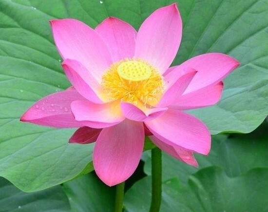 林爱萱