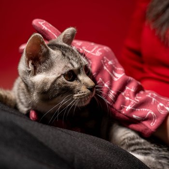 Cat pattern gloves for dogs and owl, nice looking and comfortable