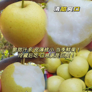 猫超【净重4.5斤大果】王中翠河北皇冠梨