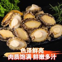 (Recommended by Big Book) Fresh frozen abalone meat shelled teeth removed eviscerated vacuum packed 400g bag