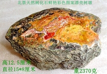 Beipiao natural stone ornamental stone silicified wood tree jade fossil rare colorful bright beautiful tree stump 1626