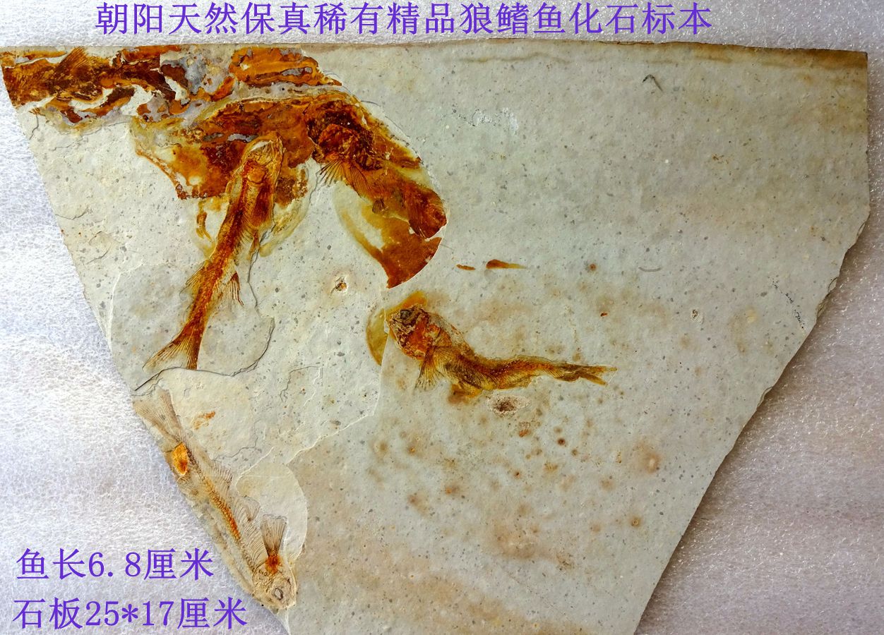 Liao Xi Natural Fidelity Ancient Biochi Stone Sightseeing Petrochemical Stone Boutique Wolf-fin Fish Group Fish Fossil Specimens 3256