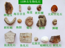 Fossils: 15 natural paleontological animals insects sea urchins trilobites ammonites snails wolf-finned fish tooth specimens 2339