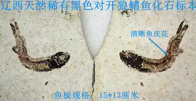 Liaoxi natural paleontological Qishi sightseeing petrochemical stone rare black wolf fin fish fossil specimen 6039