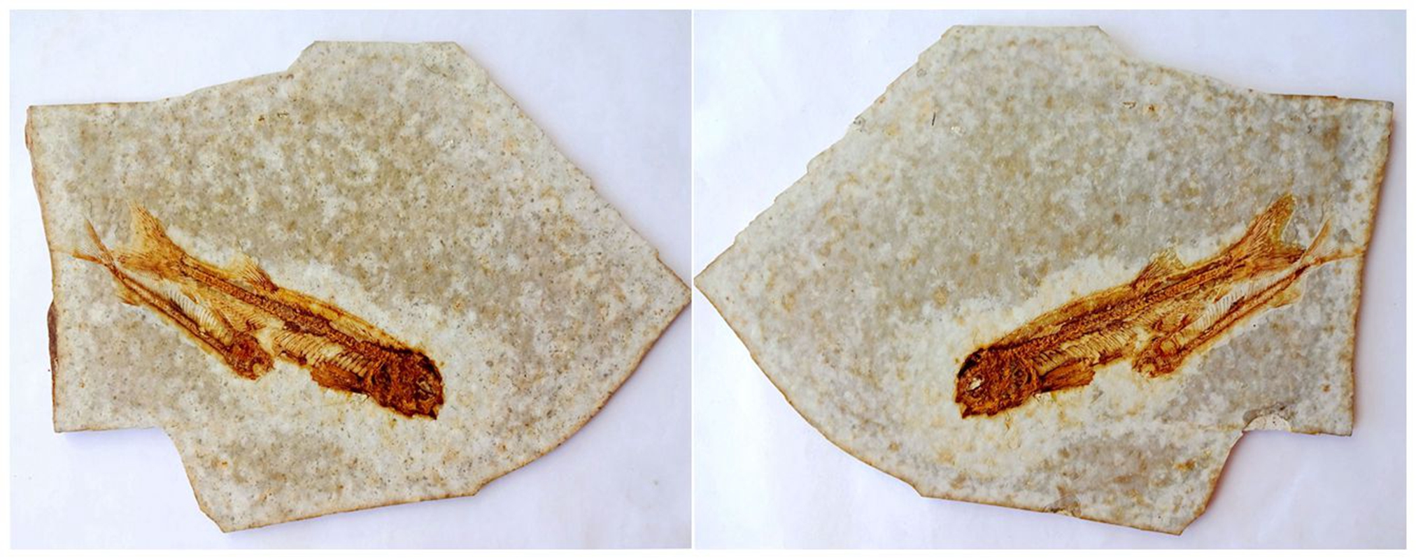 Liao Xi Natural Ancient Biochi Stone Sightseeing Petrochemical Stone Monoplate Folio Boutique Large Wolf Fin Fish Fossil Specimens 3464