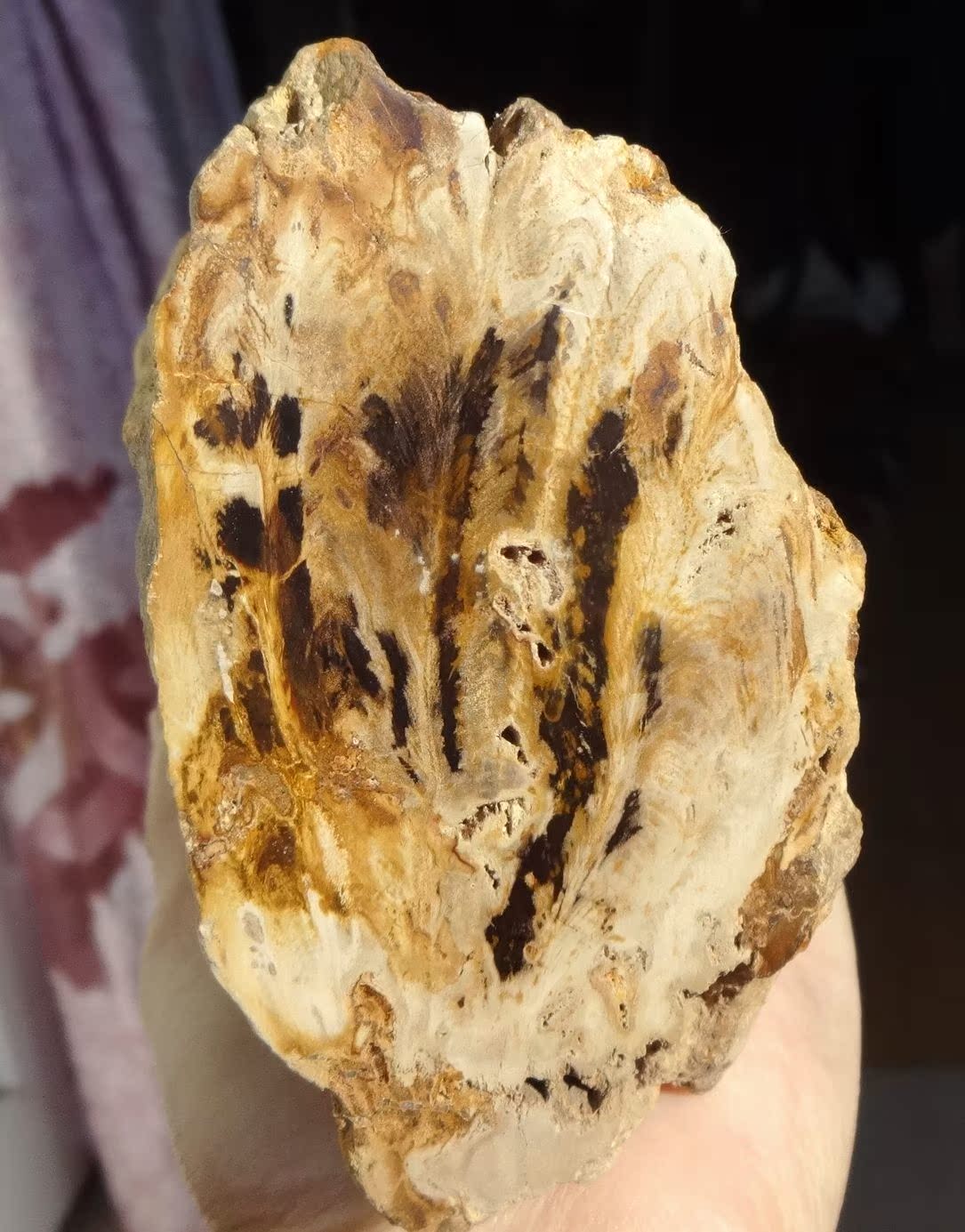 Liao Xi Natural Chiishi Sightseeing Petrochemical Stone Tree Fossilized Jade Tree Fossil Silicalized Wood Pinewood Wood Grain Boutique Tree Pier 9908