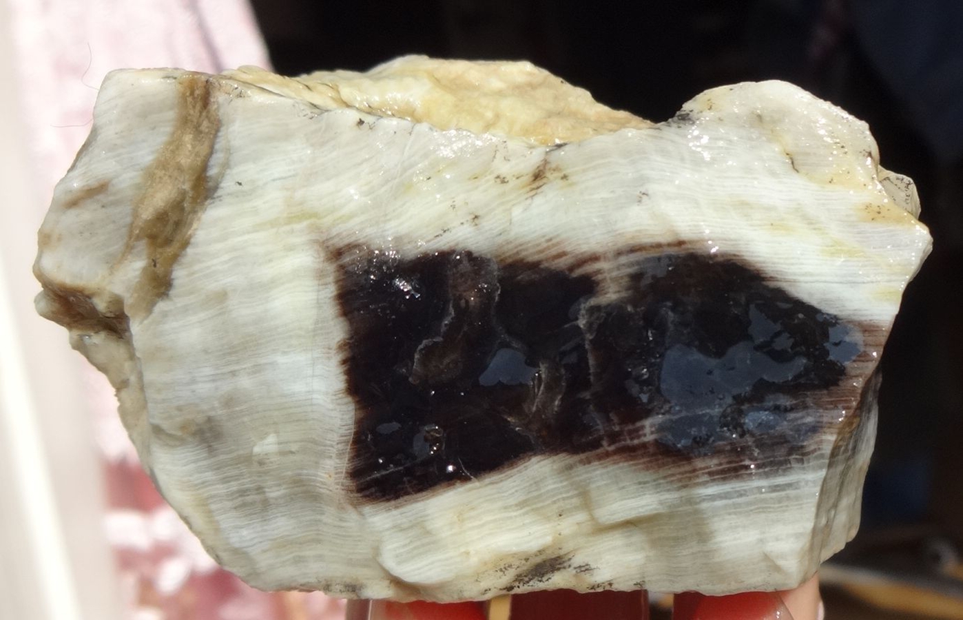 Liao Xi Chaoyang Natural Wonder Stone Sightseeing Petrochemical Stone Tree Fossil Silicalized Wood Tree Chemical Jade Boutique Original Stone 9813