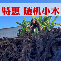 Two Mati Wood Fish Tank Aquarium Water-made Scenery Boutique Sinkwood Small Aquarium Decoration Sundae AFFORDABLE