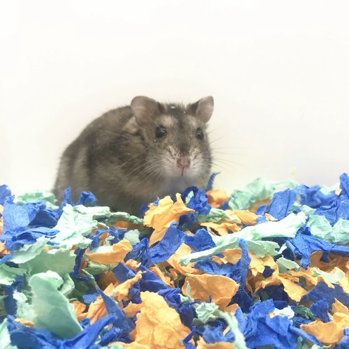 Бесплатная доставка, хомяка с низкой пылевой бумагой. Водоосновательную воду и запах.