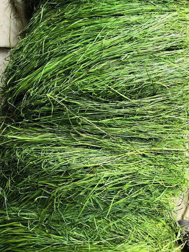 Бесплатная доставка Gansu Beiti выпекать Timori Grass Sturgeon Totoro Totoro Bunny Bunny Rabbit Голландская свинья, федерация мыши доляции