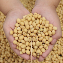 Large soybean farmers self-planted non-genetically modified 5kg