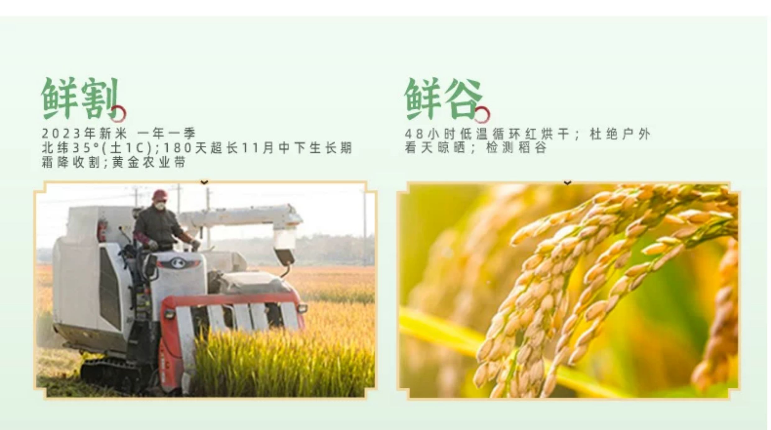 安享好物 安享B级粳米-润香粮品寒地鲜米 国标