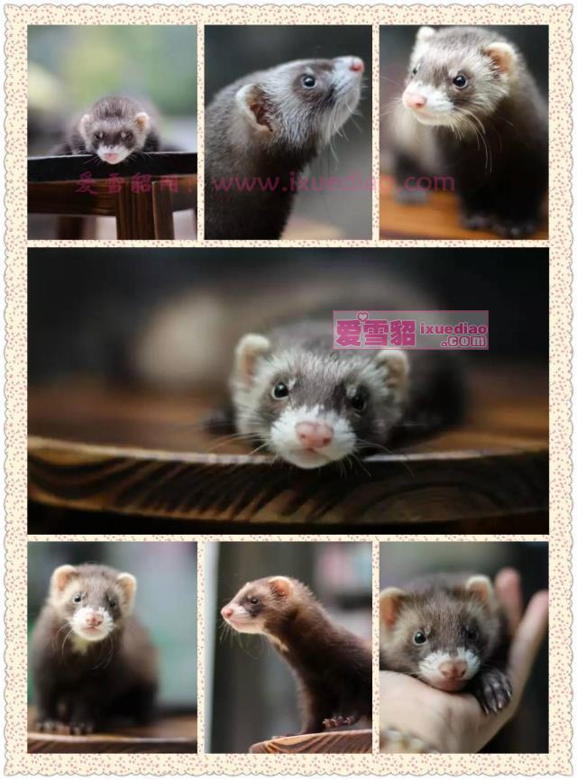 (Dingjin) manufacturer straight for angoru pet mink cub young cub baby angru ferret toy