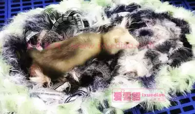 Full 68 sharp wind entertainment bath Soft and resistant to gnawing pet ferret mat fluff nest line weaving