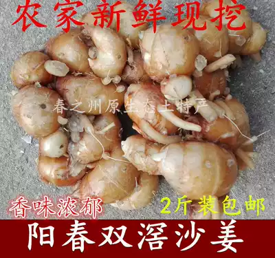 Yangchun specialty Shuangjiao sand ginger seasoning Fresh sand ginger Shanhaisan sand ginger white cut chicken Cantonese seasoning spices