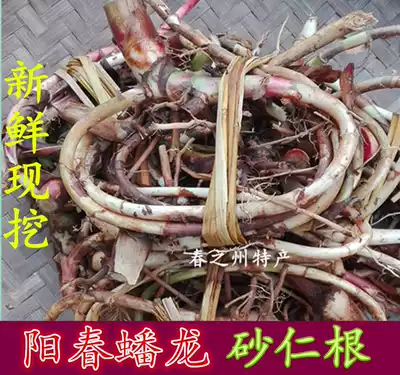 Yangchun Panlong wild fresh spring Amomum kernel root stomach diet therapy spring Amomum villosum head pregnant women to the wind soup ingredients