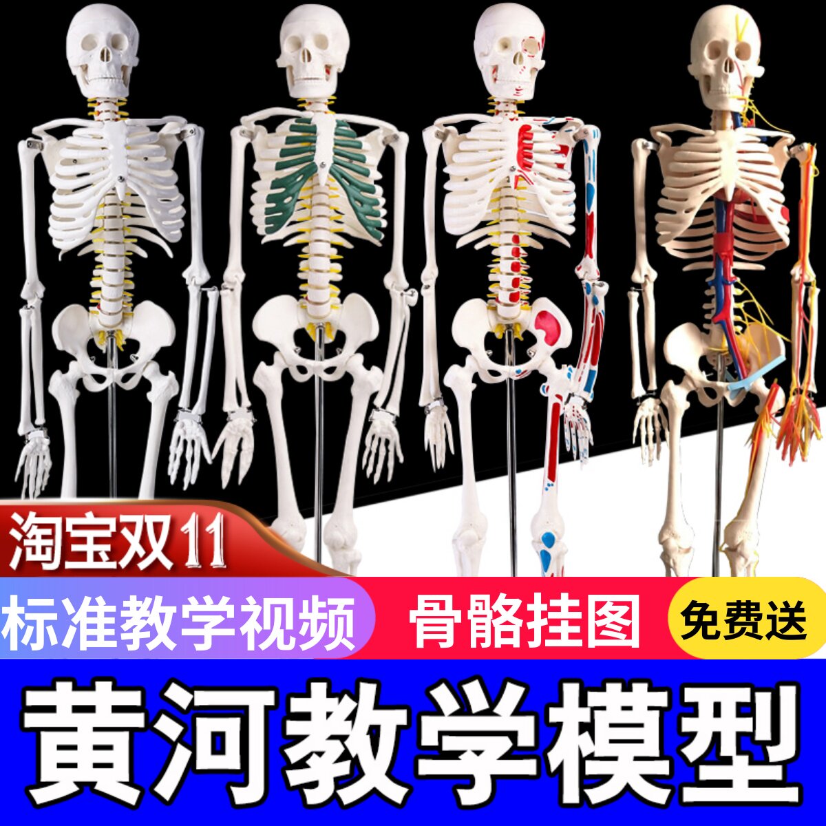 加强型人体骨架模型 85厘米 170厘米全身适用教学用脊椎模型