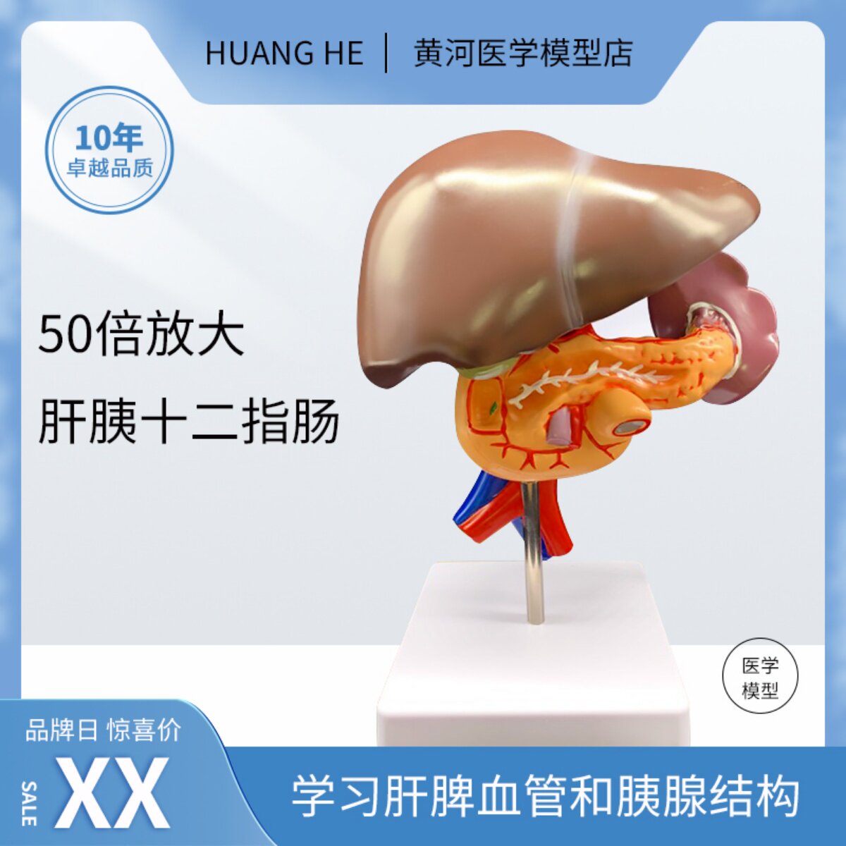 肝脏模型肝脏教具 医学用肝解刨模型 胰 脾 十二指肠胰腺结构模型