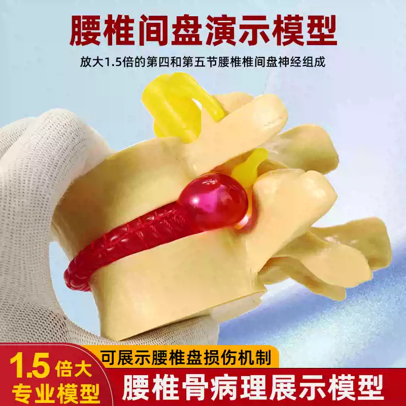 包邮!人体腰椎间盘演示模型腰椎模型脊柱模型脊椎模型关节模型-淘宝