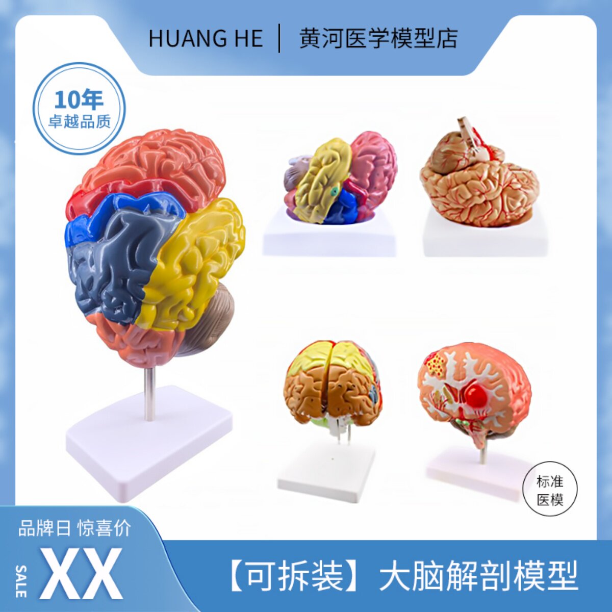 人体器官解剖模型大脑结构层次模块医院学校教学演示摆件可拆分