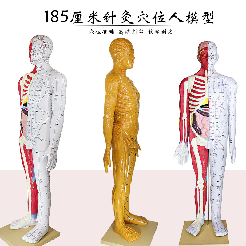 人体模型 可扎针经络人体模型全身穴位经络教学中医针灸学习训练模型