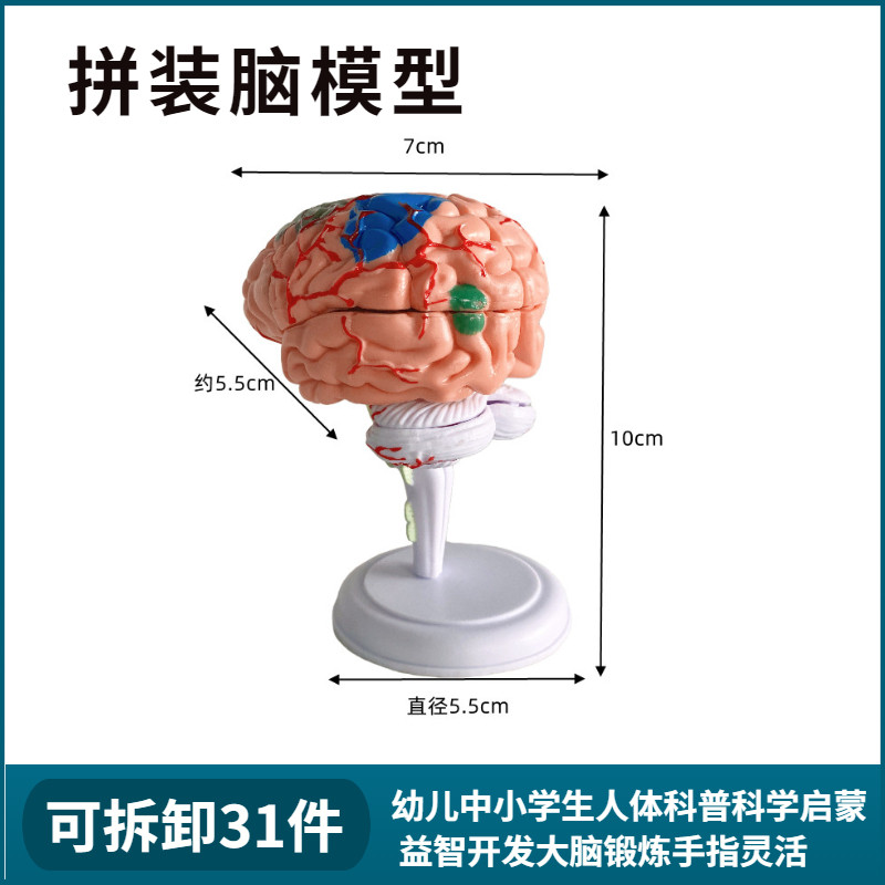人体大脑模型脑血管神经4D脑解剖医学教学用可拆分31部件拼装玩具