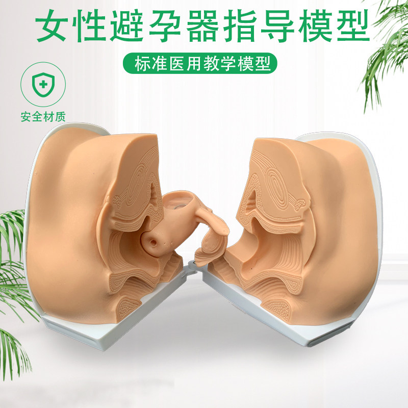 女性避孕器指导模型 避孕模型 女性内外生殖模型 妇产科教学模型