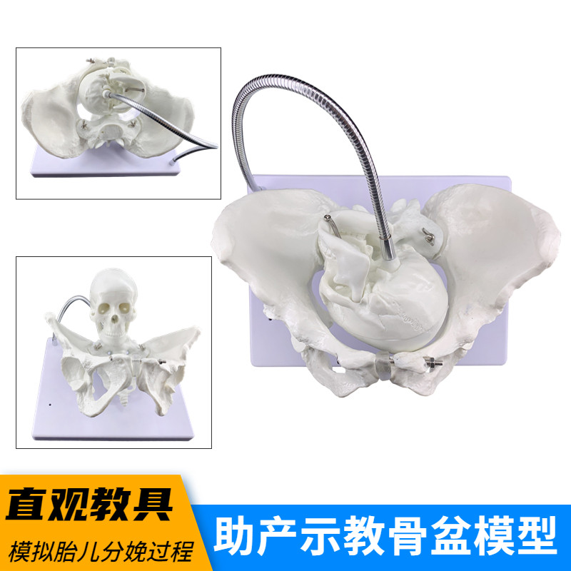 助产示教骨盆模型女性骨盆含婴儿头骨医学分娩骨盆模具产妇骨盆