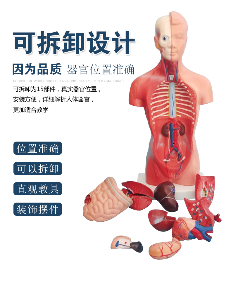 28CM人体躯干模型可拆卸器官模型内脏器官分布模型人体解剖模型