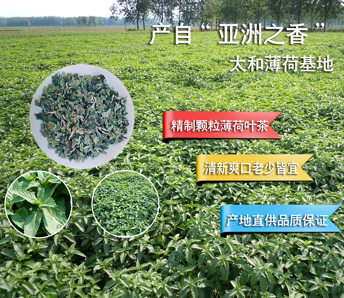 Grain mint tea leaves 500g fried granules mint leaves tea to eat clear herbal tea