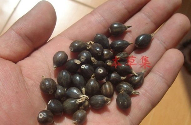 Coix hạt đeo một chiếc vòng tay cỏ tự nhiên hạt hạt vòng đeo tay để mặc hạt Mân Côi rèm Bodhi hạt giống cỏ - Vòng đeo tay Clasp đá thạch anh tóc vàng